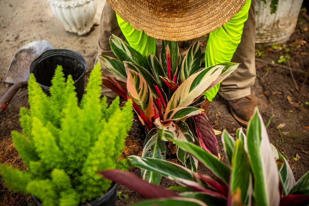 5 Landscape Design Tips for a Screened Pool or Lanai Area
